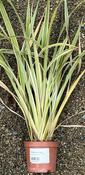 PHORMIUM cook. Tricolor