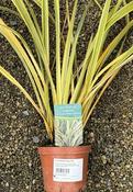 PHORMIUM Golden Ray