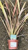 PHORMIUM t. Evening Glow