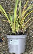 PHORMIUM TENAX JESTER image