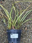 PHORMIUM TENAX TOM THUMB