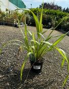 PHORMIUM TENAX YELLOW WAVE image