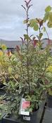 PHOTINIA F. CARRE ROUGE image