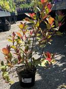 PHOTINIA F. LITTLE RED ROBIN image