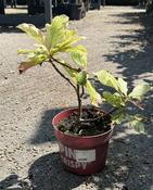 PHOTINIA FR PINK CRISPY image