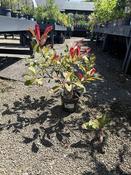 PHOTINIA FRASERI PINK MARBLE image