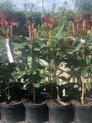 Photinia fraseri 'Red Robin' 30-50cm