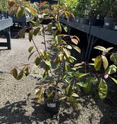 PHOTINIA FRASERI RED ROBIN (NL) image