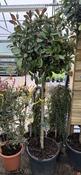 Photinia Fraseri Red Robin Stam (Stem 150cm ) image