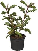 PHOTINIA S. CRUNCHY image