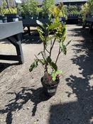 PHOTINIA S. CRUNCHY image