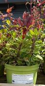 Phygelius 'Candydrops Tangerine' ® image