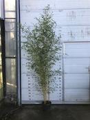 Phyllostachys aureos. 'Aureocaulis' 10 Ltr pot image