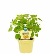 Physalis peruviana image
