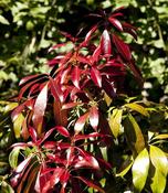 PIERIS FOREST FLAME (BE)