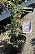 Pieris jap. 'Ralto Rose' image