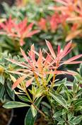 Pieris Japonica Flaming Silver image