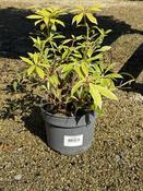 Pieris Japonica Flaming Silver image