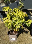 PIERIS JAPONICA RED MILL image