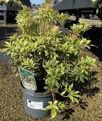 PIERIS JAPONICA WHITE RIM image