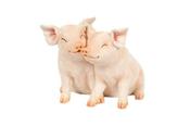 PIGS CUDDLING
