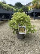 PITTOSPORUM T. ABBOTSBURY GOLD
