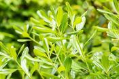 PITTOSPORUM T. IRISH LUCK