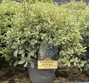 PITTOSPORUM T. SILVER BALL RP image