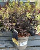 PITTOSPORUM T. TOM THUMB image