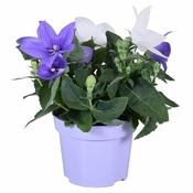 Platycodon duo mix P12 image