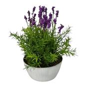 Potted Lavender 17x30cm image