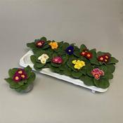 Primula acaulis mix P10.5 image