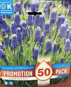 PROMO MUSCARI ARMENIACUM x50 image
