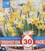 PROMO NARCISSUS BOTANICAL MIXED COLOURS x30