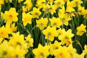PROMO NARCISSUS TETE A TETE x30 image