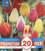 PROMO TULIPA TRIUMPH MIXED COLOURS x20 image