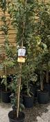 PRUNUS HILLERI SPIRE image