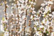 PRUNUS INCISA LOTTE image