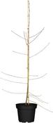 PRUNUS PERSICA MELRED