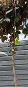 PRUNUS S. ROYAL BURGUNDY 1/2 standard image