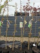 PRUNUS SERRULATA KANZAN image