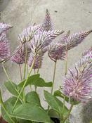 Ptilotus exal. 'Joey' P12 image