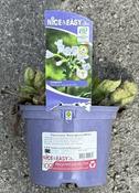 Pulmonaria 'Sissinghurst White' image