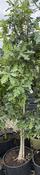 Quercus robur