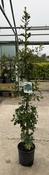QUERCUS ROBUR image