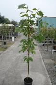 QUERCUS RUBRA image