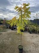 ROBINIA PSEUDOACACIA FRISIA image