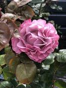 Rosa 'Blue Girl' image