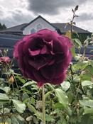 Rosa Burgundy Ice image