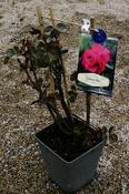ROSA GALWAY BAY image